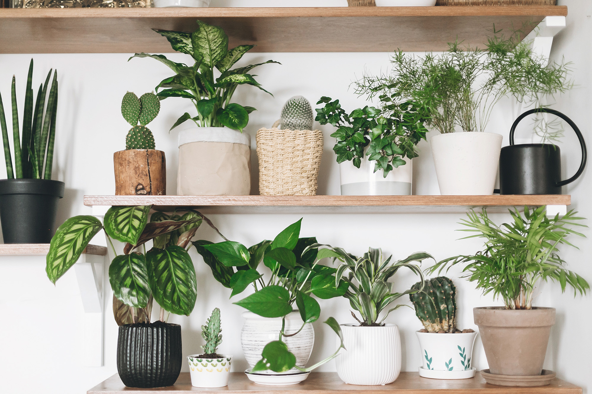 various plants on shelves